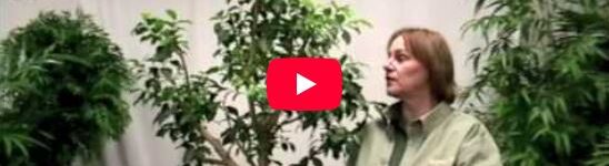 A person stands next to a ficus tree, demonstrating pruning techniques in a YouTube video tutorial.