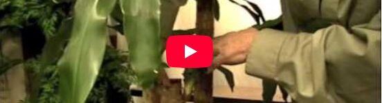 Person pruning a corn plant (Dracaena fragrans) indoors, with green leaves and stems visible in the foreground.