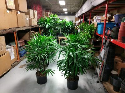 Potted green plants arranged in a warehouse aisle with shelves of boxes and various storage items.