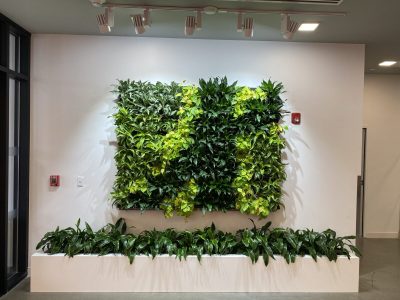 A green wall with a variety of plants arranged in a rectangular pattern above a planter with more greenery below.