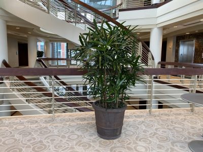 A potted green plant sits on a carpeted floor in an office building with staircases and railings in the background.